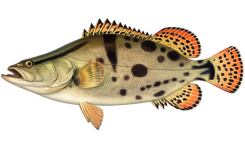Mandarin Fish