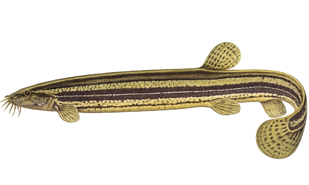 Weatherfish (Dojo Loach)