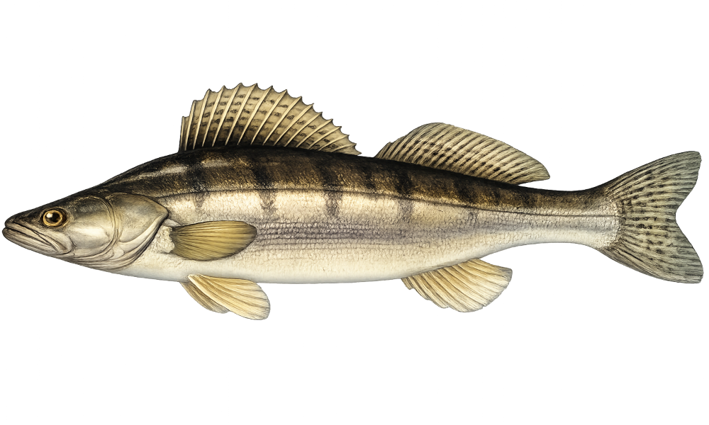 Zander