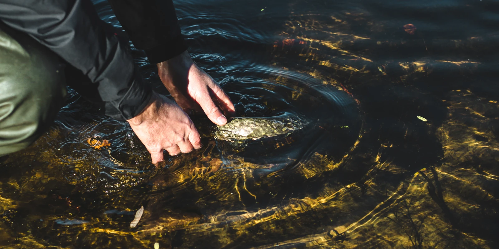 Catch and Release